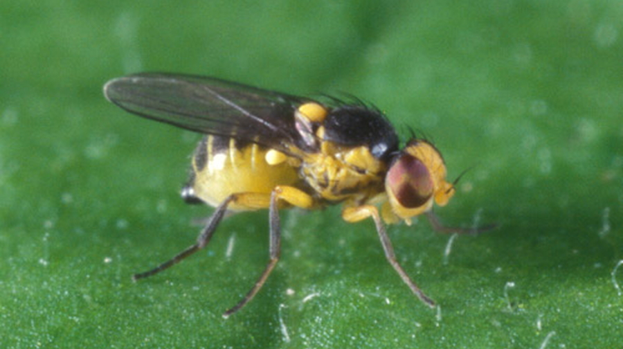 Ruồi đục lá ớt