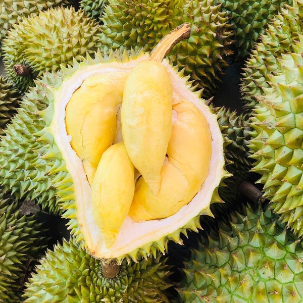 Sầu riêng