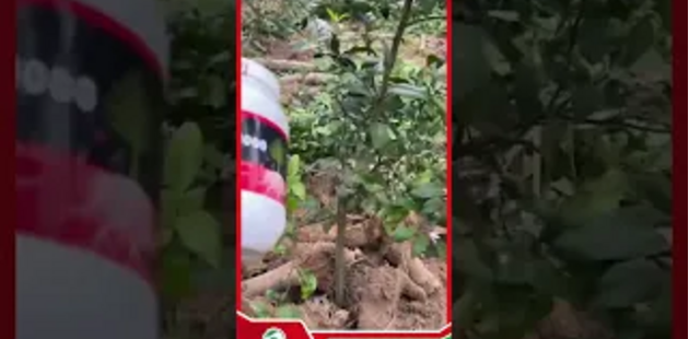 ANH THẮNG TP BẮC KẠN NÓI GÌ SAU KHI DÙNG DASSHU Z1000 CHO CÂY CHANH