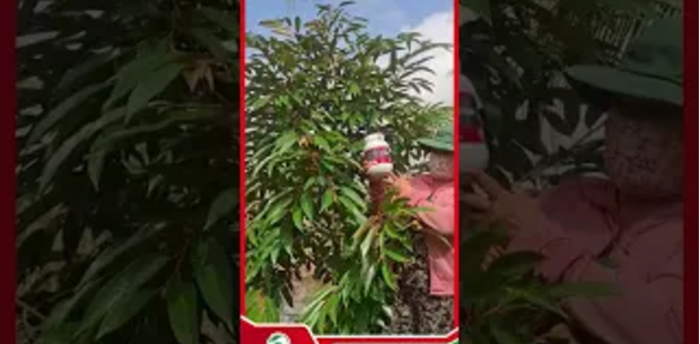 Feedback thực tế từ bà con sầu riêng tân phước, tiền giang