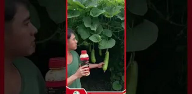 Feedback của chú bộ đội sau khi dùng dasshu z1000 gold