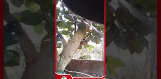 Phản hồi từ anh Hoàng Quân ở Tiền Giang sau khi sử dụng Dasshu z1000