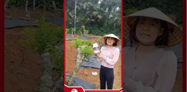 Phản hồi từ chị khách dùng dasshu z1000 cho cây đào