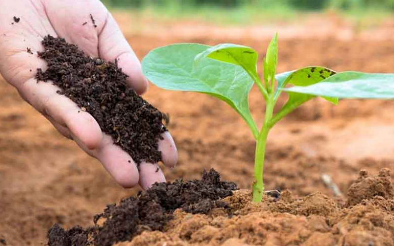 Phân Bón là hợp chất dinh dưỡng cần thiết cho cây trồng