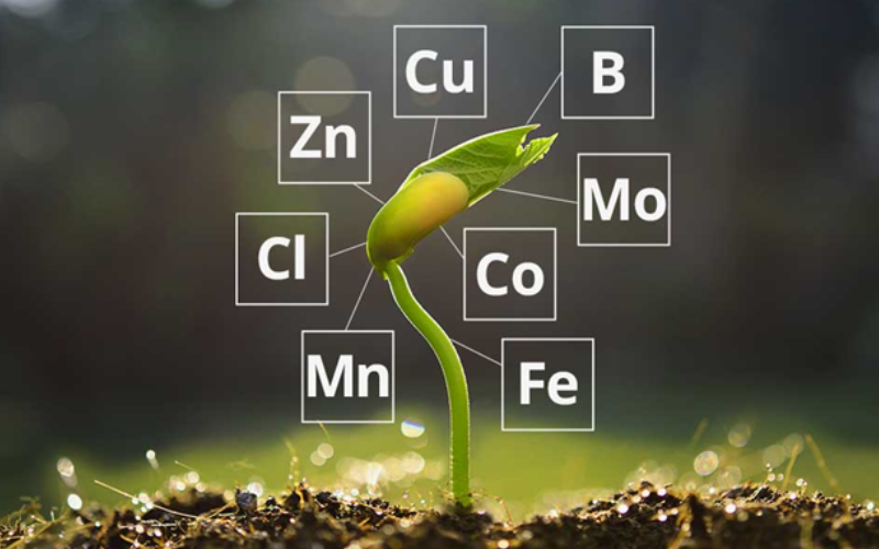 Dinh dưỡng trung vi lượng trong bón phân cho cây trồng