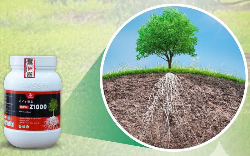 Z1000 gold Kích rễ ra mạnh , dưỡng rễ.