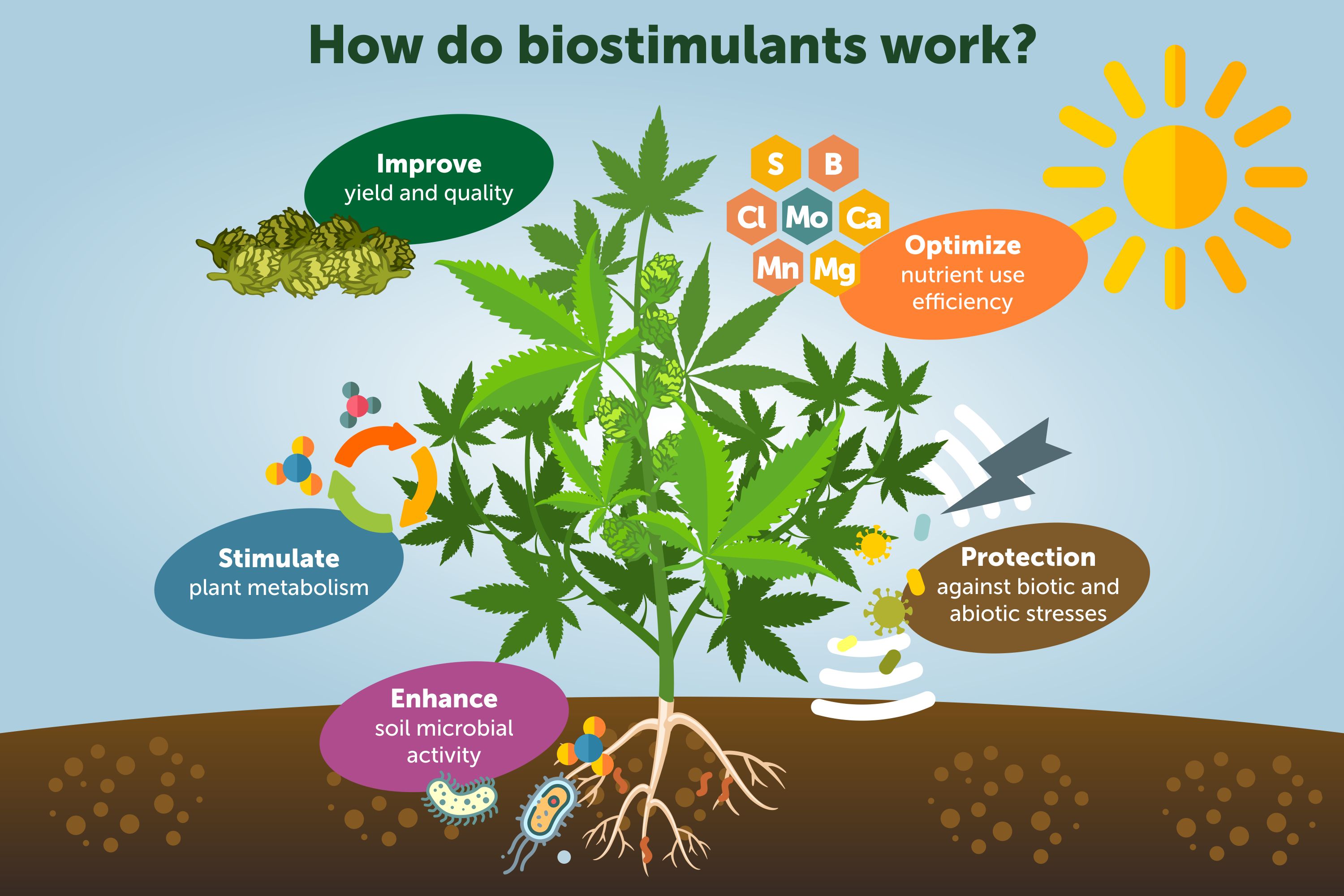 Sử dụng chế phẩm sinh học Dasshu phục hồi rễ sau ngập
