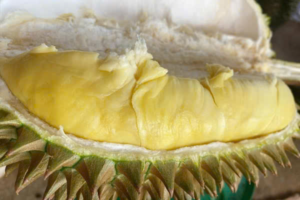 Sầu riêng Monthong: cơm vàng nhạt, hạt lép