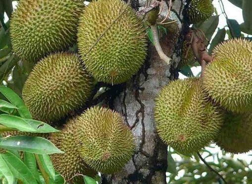 Chi tiết gai và cuống trái Musang King trước khi rụng
