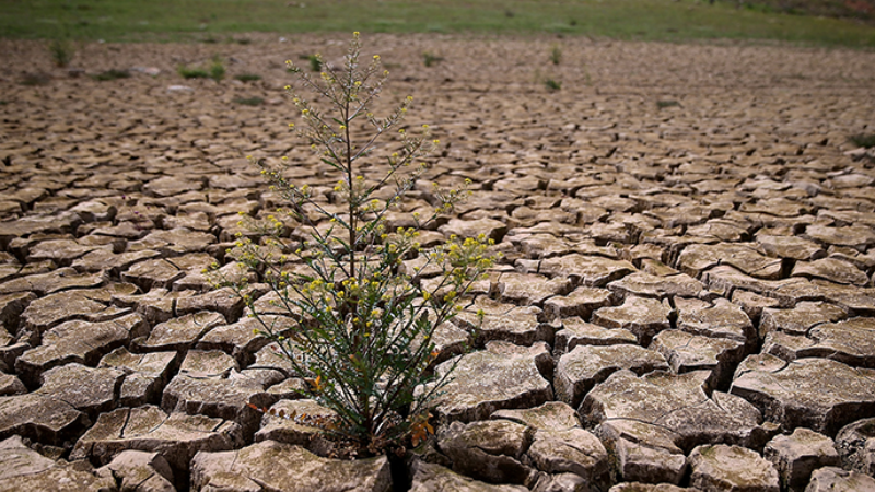Nguyên nhân làm cho đất trồng bị thoái hóa, bạc màu.