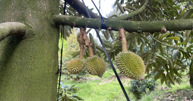 Cây rụng mạnh, lớn chậm, méo trái