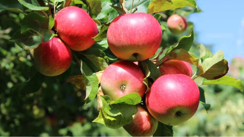 Kết quả từ việc sử dụng DS Karium và DS Goldrip.