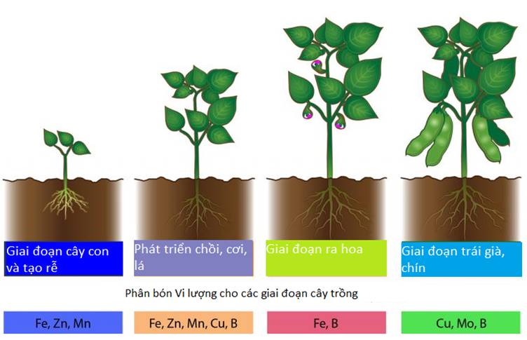 Dinh dưỡng của cây trồng qua các giai đoạn sinh trưởng
