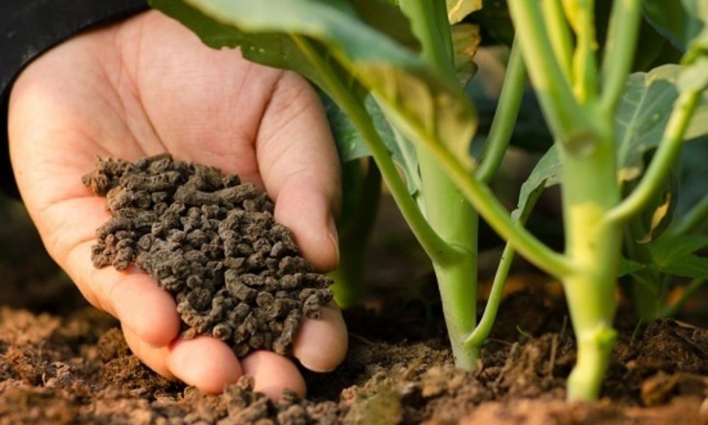 Phân vi sinh là chế phẩm chứa các chủng vi sinh vật