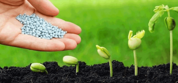 Phân lân và các yếu tố ảnh hưởng đến khả năng hấp thu