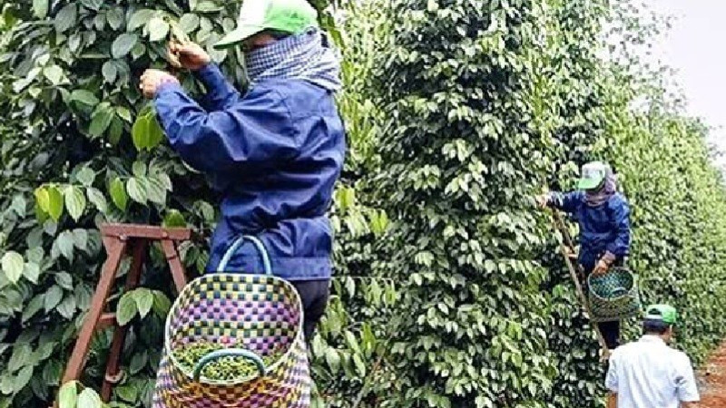 Tín hiệu tích cực cho xuất khẩu hồ tiêu