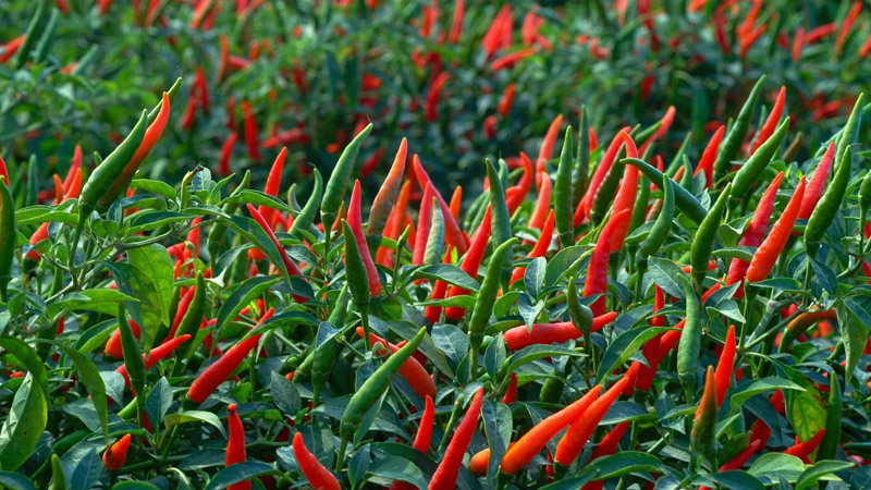 Giá ớt chỉ thiên, ớt xanh mới nhất