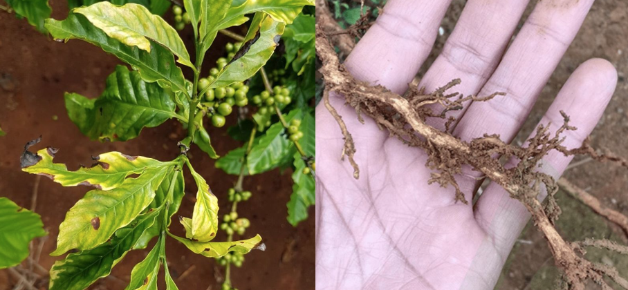 Bệnh tuyền trùng trên cây cà phê