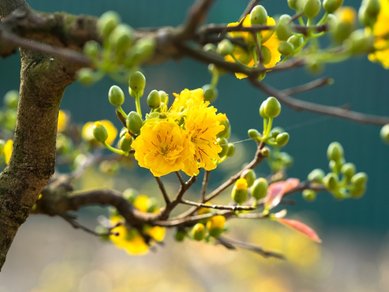 Hoa mai vàng nở đều trong những ngày Tết