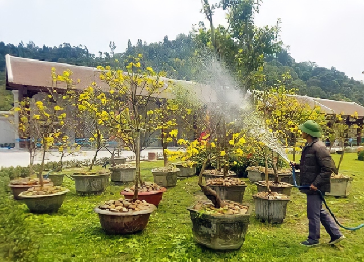 Tưới nước cho hoa mai ngày Tết đúng kỹ thuật