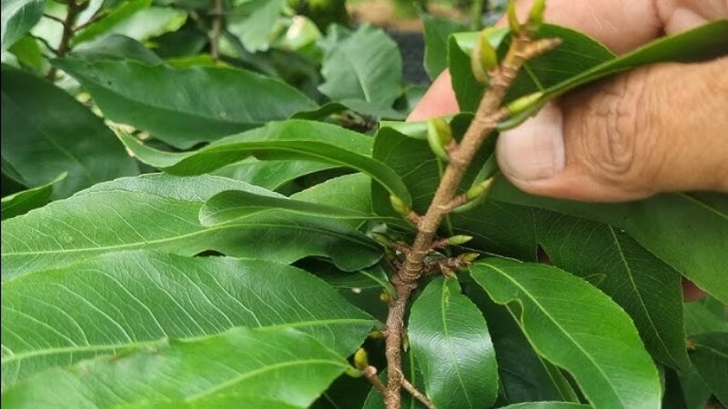 Cách nhận biết mai vàng phân hóa mầm hoa