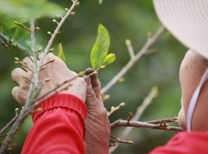 Hướng dẫn nhặt lá mai đúng cách để hoa nở vàng đúng dịp Tết