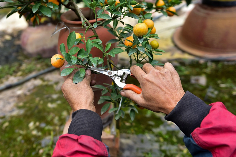 Cây quất trước Tết cần chăm sóc đúng kỹ thuật để giữ trái đẹp
