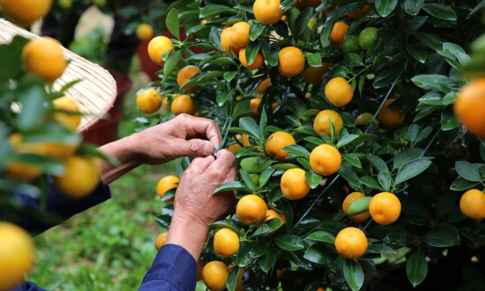 Chăm sóc cây quất sau Tết đúng cách để cây phục hồi