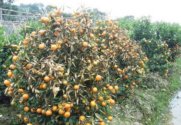 Bệnh héo vàng trên cây quất cảnh