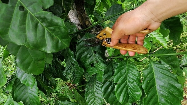 Cắt tỉa và tạo hình cây cà phê giúp vườn thông thoáng