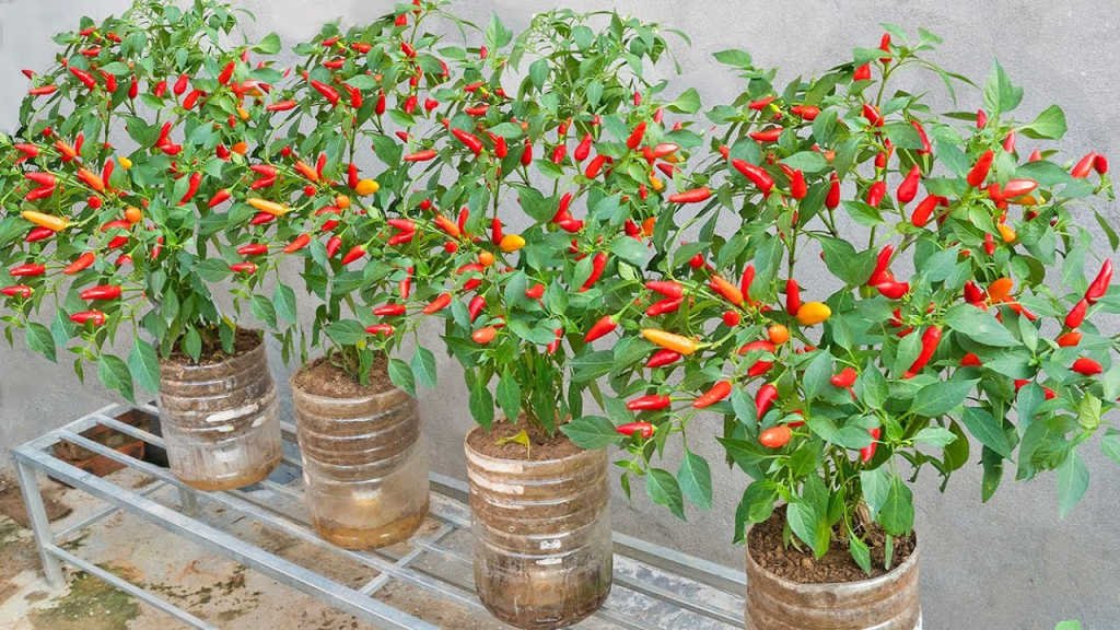 Cây ớt trồng chậu tại nhà phát triển khỏe, cho trái quanh năm