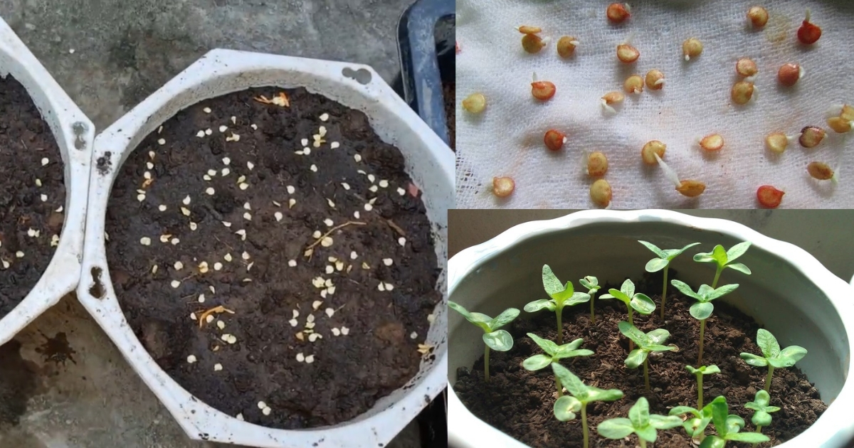 Đất trồng cây ớt tơi xốp, thoát nước tốt, giàu hữu cơ