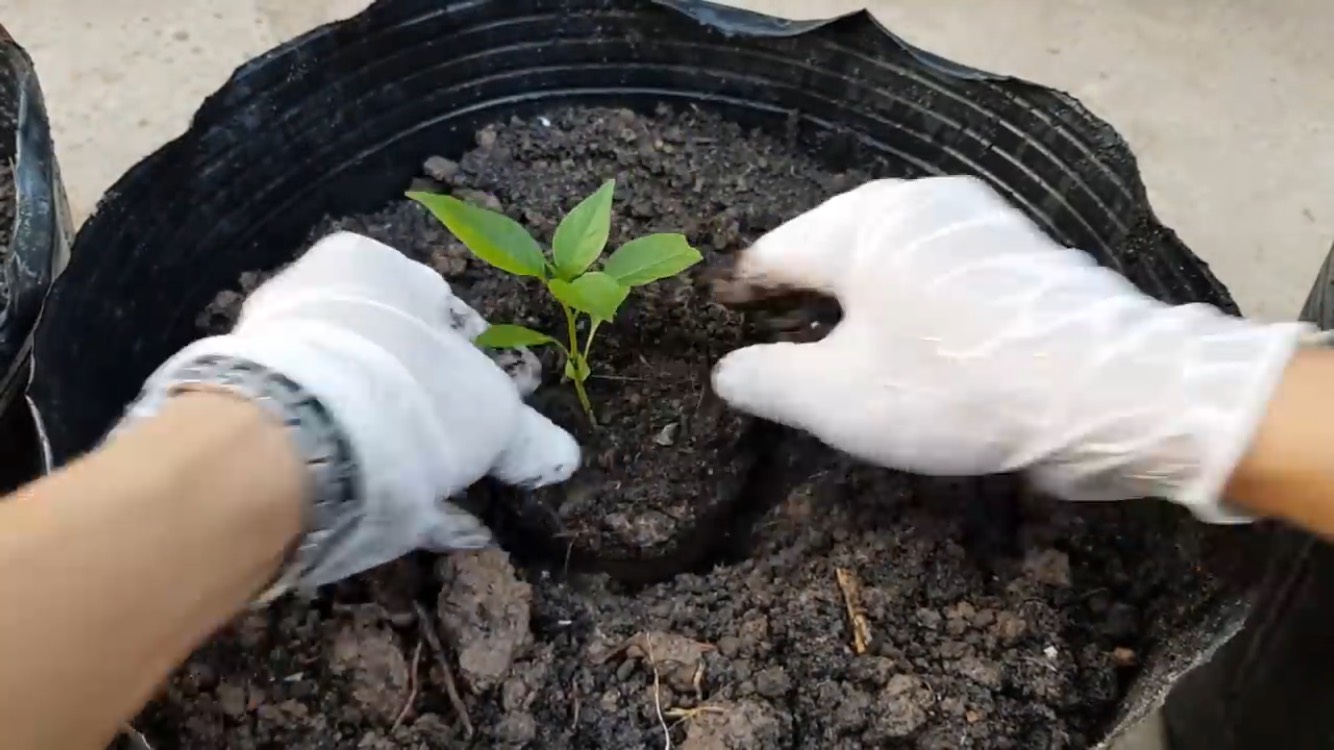 Trồng cây ớt con vào chậu đúng cách để hạn chế sốc rễ