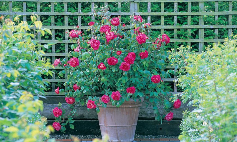 Hoa hồng trồng trong chậu phát triển khỏe mạnh, ra hoa đều