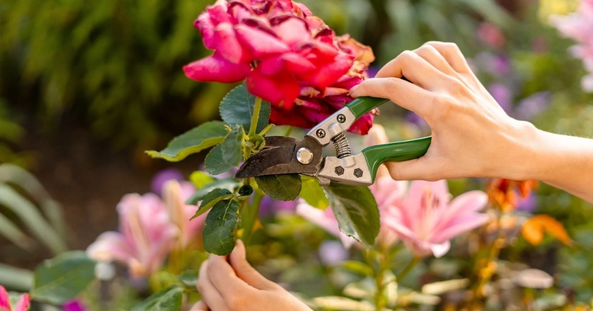 Cắt tỉa hoa hồng sau khi hoa tàn để kích thích ra chồi mới