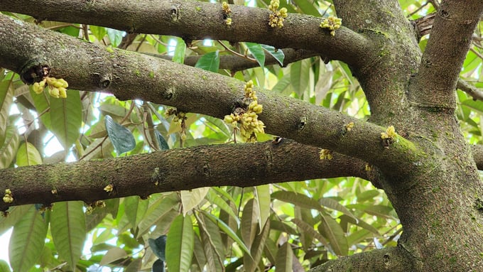 Sầu riêng ra hoa lõi nhú trong vườn nghịch vụ