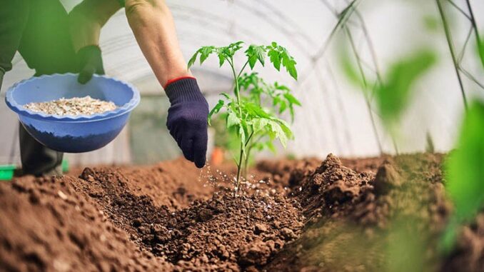 Ứng dụng phân hữu cơ tự ủ trong trồng rau và cây ăn trái