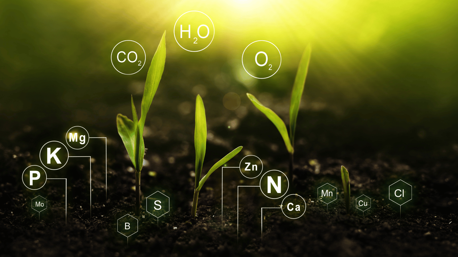 Cung cấp dinh dưỡng đầy đủ giúp cây phát triển bền vững