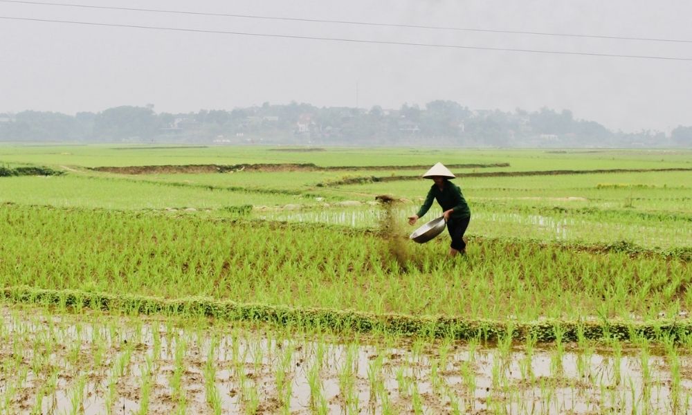 Nông dân Việt Nam sử dụng phân bón trong sản xuất nông nghiệp khi thị trường vật tư biến động.