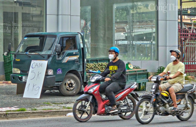  Nhiều vườn cam sành tại miền Tây đang bán với mức giá thấp do thị trường tiêu thụ chậm.