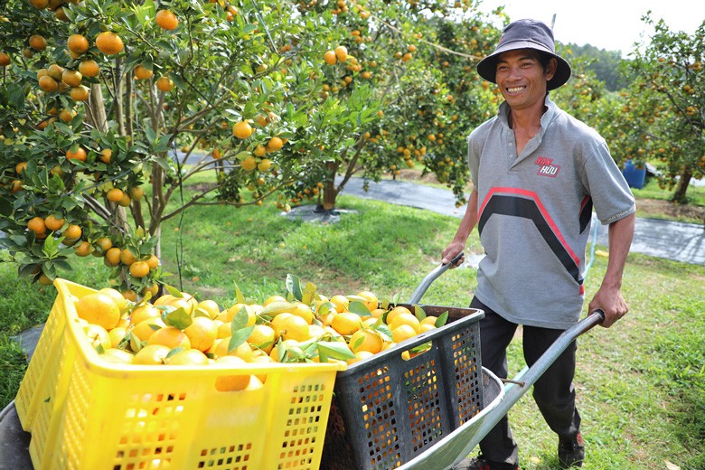 Thùng quýt được thu hoạch tại vùng trồng phía Bắc trước khi vận chuyển đến các chợ và cửa hàng bán lẻ tại Hà Nội.