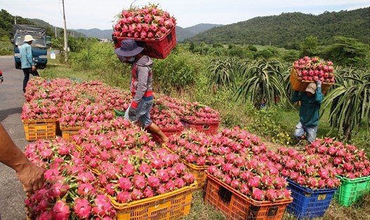Thanh long sau khi thu hoạch được tập kết tại điểm thu mua trước khi phân loại và xuất khẩu