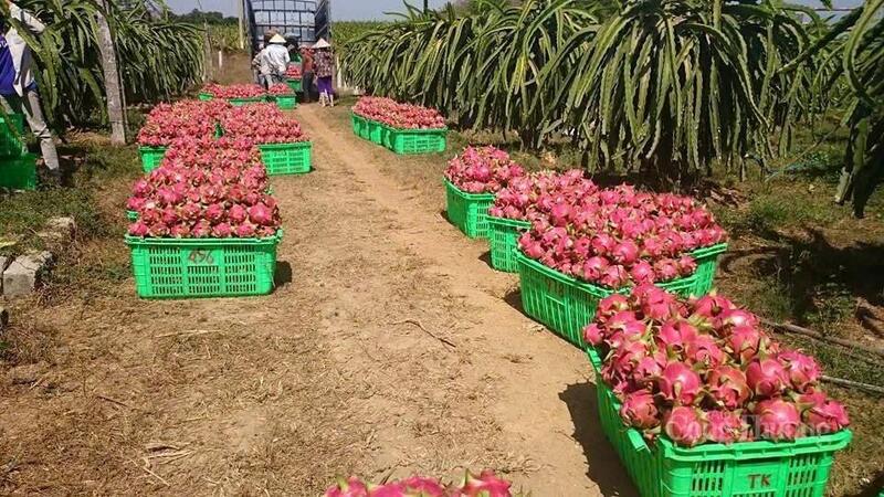 Vườn thanh long quy mô lớn tại Việt Nam – một trong những quốc gia xuất khẩu thanh long hàng đầu thế giới.