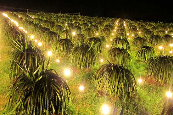 Hệ thống đèn chong trong vườn thanh long được sử dụng để kích thích cây ra hoa trái vụ.