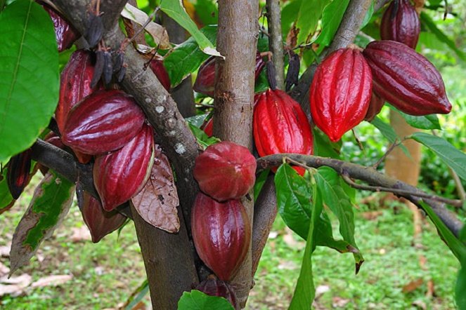 Cây ca cao (Theobroma cacao) là nguồn nguyên liệu chính để sản xuất ca cao và chocolate