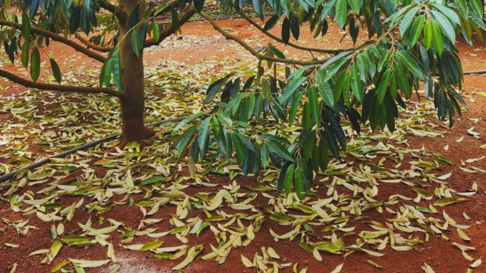 Cành sầu riêng bị rụng lá nhiều.