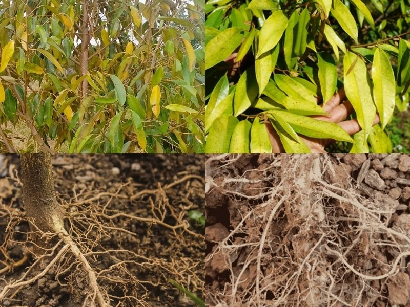 Rễ sầu riêng bị bệnh gây suy cây và rụng lá