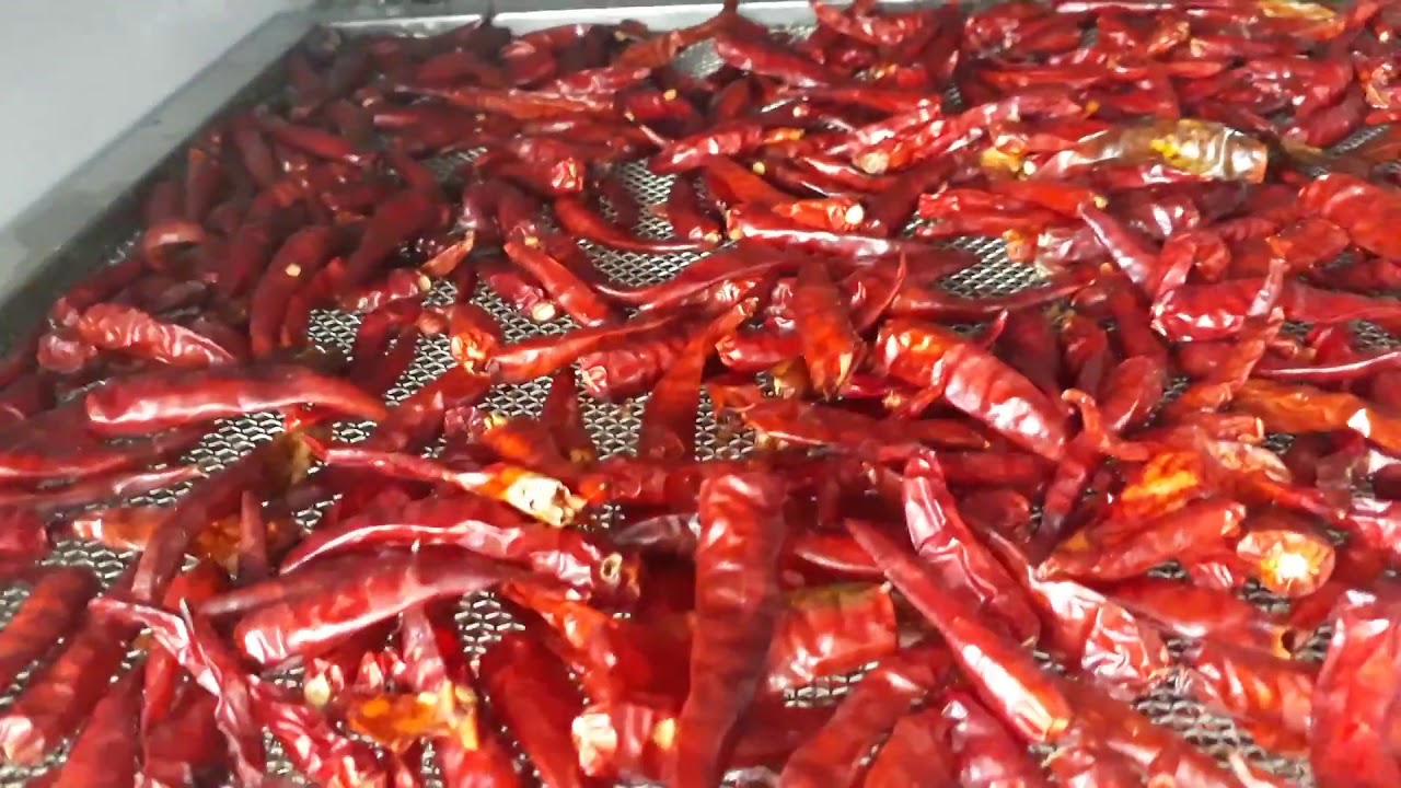 Phương pháp sấy khô ớt sau thu hoạch