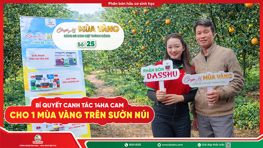 Hành trình Chuyến Xe Mùa Vàng Dasshu tại vườn cam thực tế