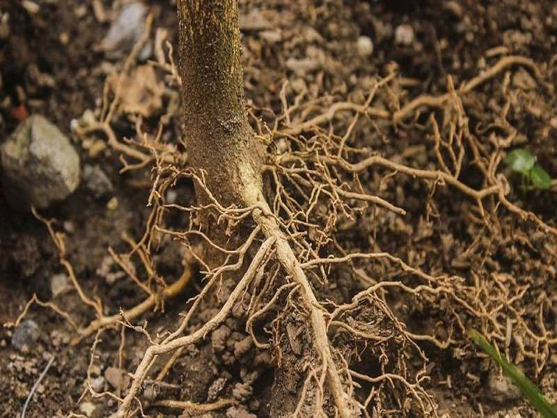 Bộ rễ cây phát triển mạnh trước khi ra hoa